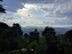 View from cottage Peradeniya